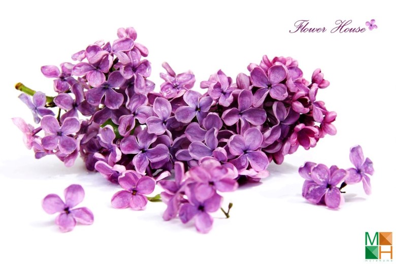 Tranh dán tường phòng ngủ đẹp tại Hà Nội FW - 025